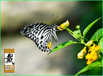 پارک پروانه کوالالامپور ( KL Butterfly Park )